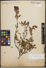 Foto von Salix myrtilloides L. x Salix starkeana Willd.